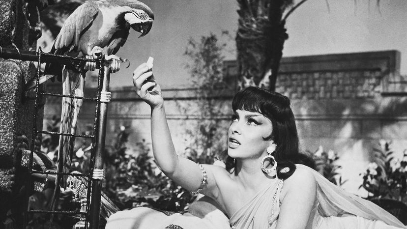 Gina Lollobrigida，所罗门和示巴＂border=