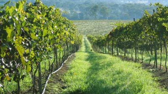 Ultimate Guide to the Queensland Wine Region