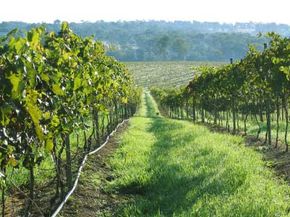 Vineyard in Queensland, Australia.