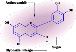 The Molecule