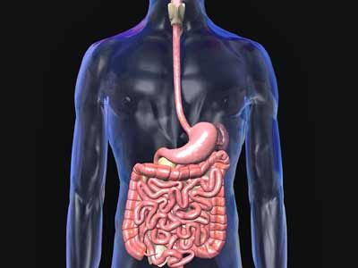 digestive system diagram