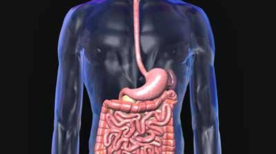 How Does Your Stomach Keep From Digesting Itself?