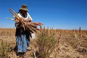 A woman harvests quinoa plants on a field in Bolivia.