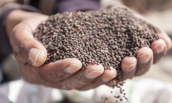 A man cups a pile of quinoa "grains" in his hands.