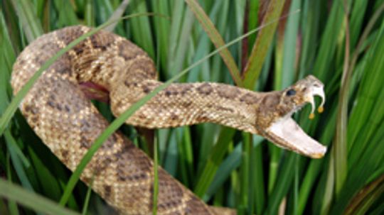 How to Identify the Pygmy Rattlesnake
