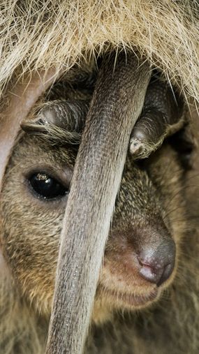 quokka