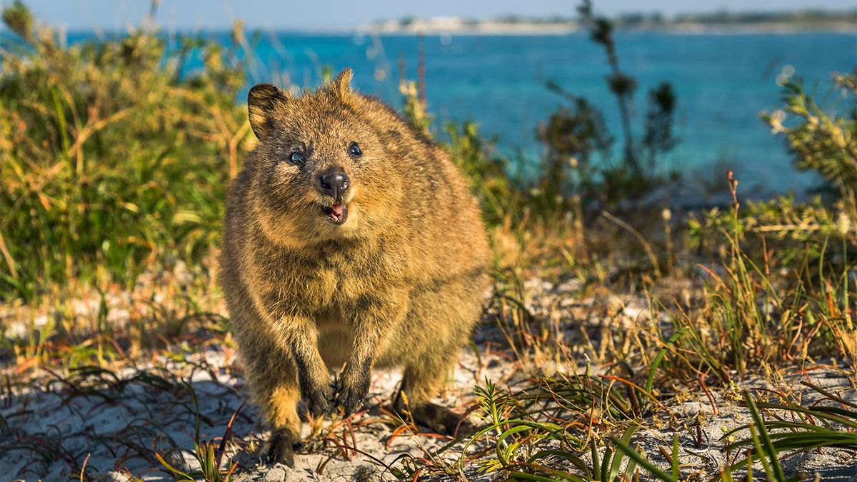 The Smiley Quokka Is An Australian Super Survivor Howstuffworks