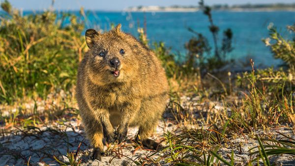 quokka