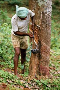 This Sri Lankan man isn't hoping for maple syrup. He's collecting latex from a nearby rubber tree.
