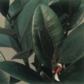 Rubber plant is characterized by its thick, leathery leaves. See more pictures of house plants.