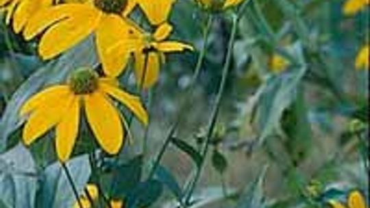 Rudbeckia