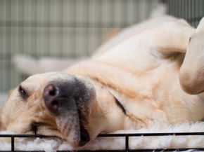 Keeping your pet in its crate may offer comfort and safety.