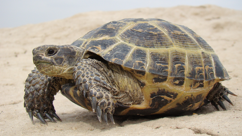 The Time Two Russian Space Tortoises Beat Apollo to the Moon