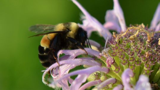 草坪豆类:明尼苏达付给房主植物“蜜蜂草坪””border=