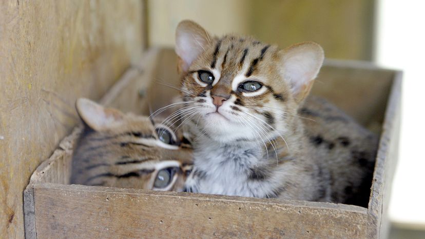 rusty-spotted cat