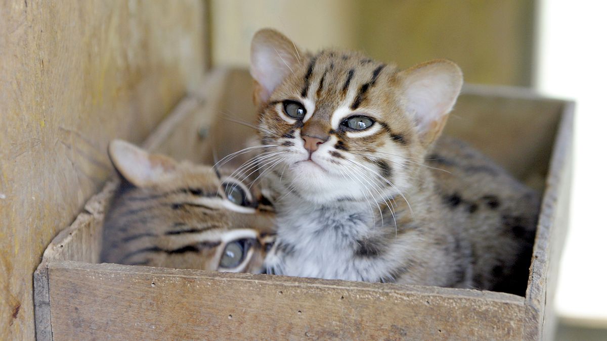 A baby tiger cat with black body - but her hands, feet, chest and