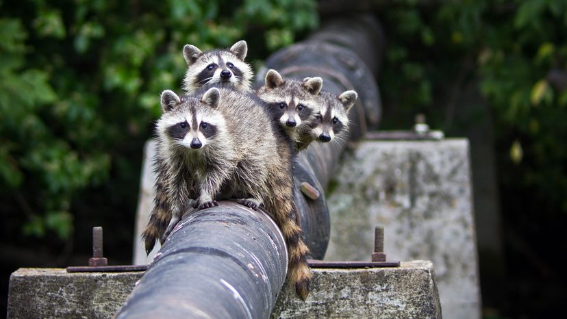 raccoons