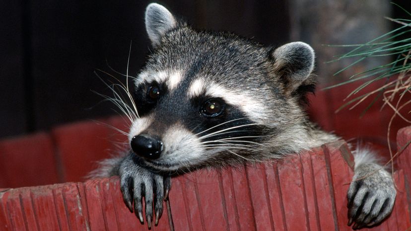 raccoons