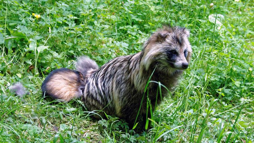 raccoon dog