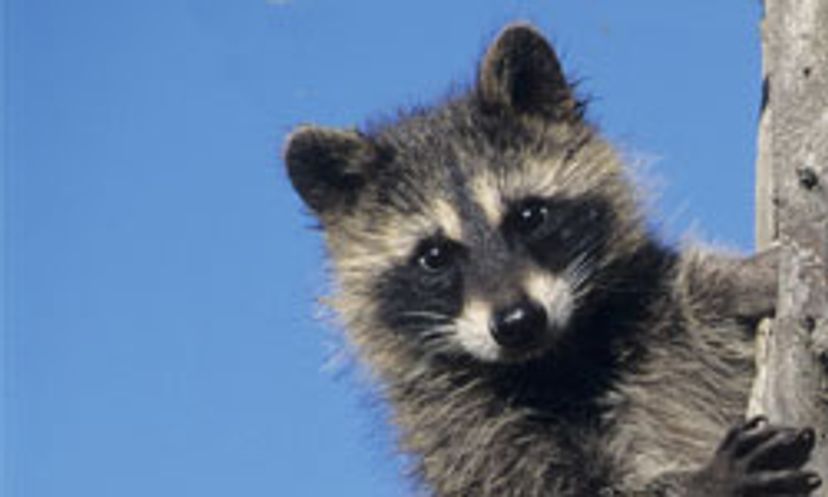 The Ultimate Raccoon Quiz