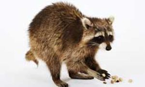 raccoon wash food 250x150