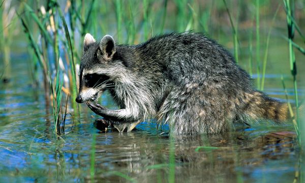 Raccoons Wash Food