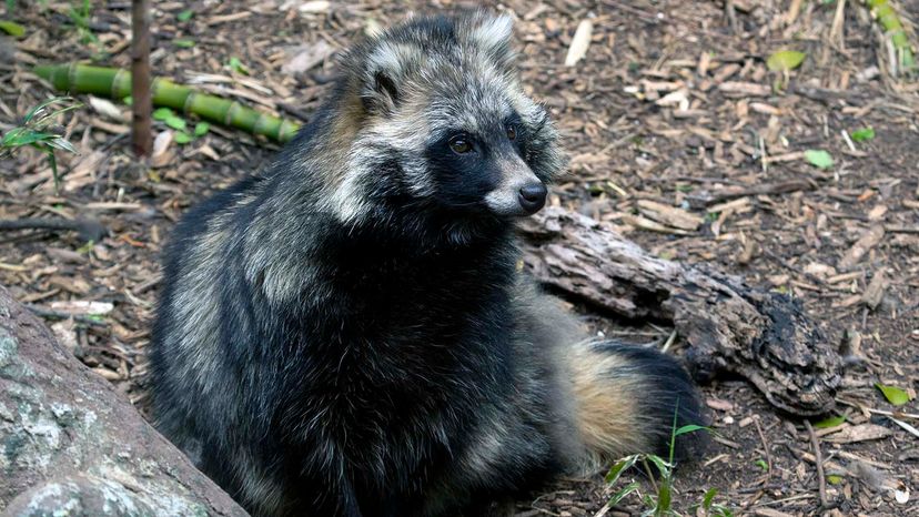 raccoon dog