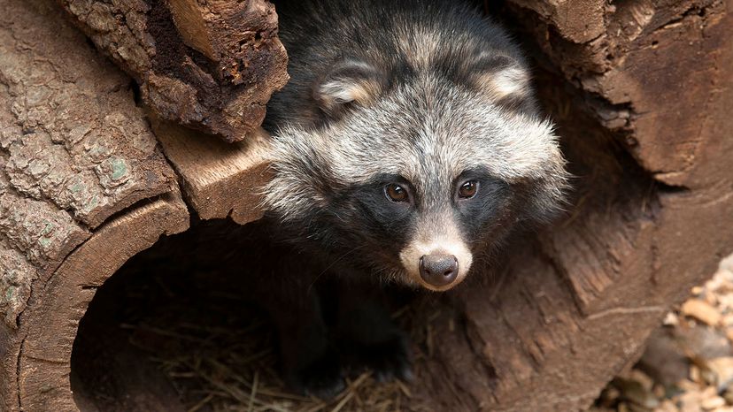 Is It a Dog? A Raccoon? No, It's a Raccoon Dog! | HowStuffWorks