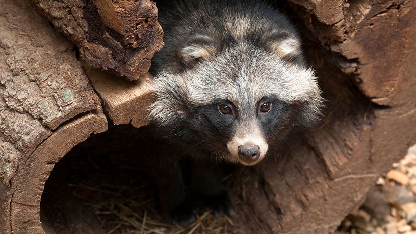 raccoon dog