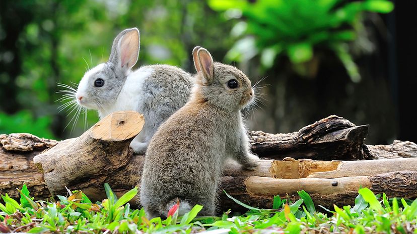 rabbits in grass
