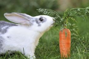 Good ol' Bugs Bunny really got one over on us. Turns out carrots are not the food of choice for nonfictional rabbits.