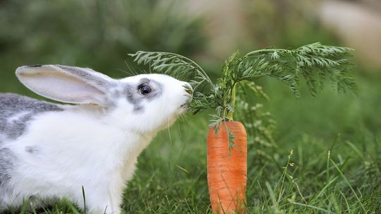 Do rabbits really love carrots?