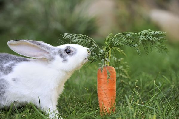 A rabbit inspecting a carrot.