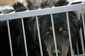 A caged Tibetan mastiff in Beijing awaits inoculation.