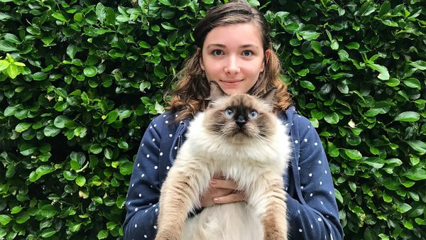 pallas cat size