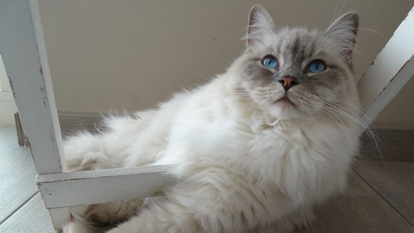 Ragdoll Cats Are the Floppiest, Friendliest Felines Around