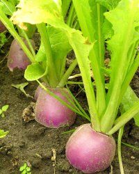 Radishes are hardy and fast-growing plants.