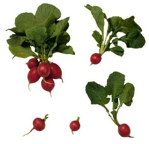 Fast-growing radishes can take less than a month from planting to harvest.