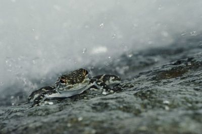 A rainy frog.