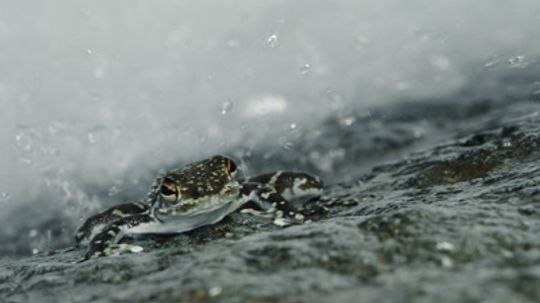 Can it really rain frogs? | HowStuffWorks
