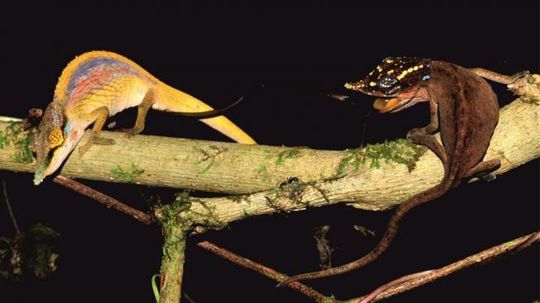Rainbow Chameleons Display True Colors When Courting