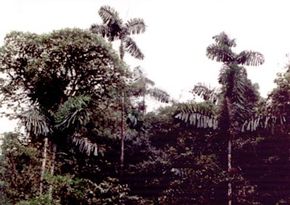 These trees have grown just above the rainforest's canopy. See more pictures of trees.