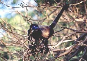 Tropical Rainforest Guide: How Rainforests Work