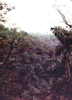 Rainforest land in Costa Rica