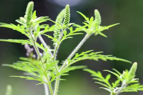 ragweed