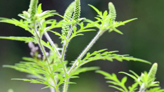 豚草猖獗!学习如何治疗豚草过敏