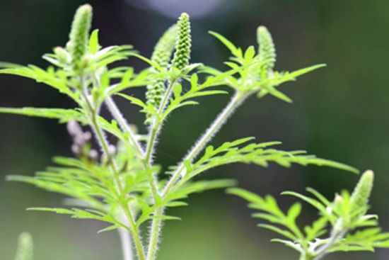 Ragweed is Rampant! Learn How to Treat a Ragweed Allergy
