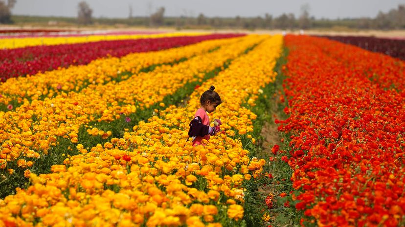 Ranunculus