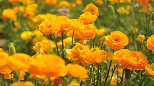 Ranunculus Is a Toxic Beauty With a Doozy of a Name