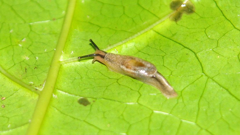 slug, rat lungworm